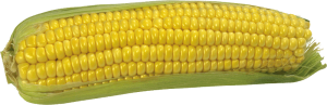 Corn PNG image-5286